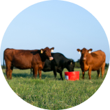 A herd of cows and calves grazing in a grassy field
