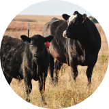 A black cow and a calf standing in a grassy field