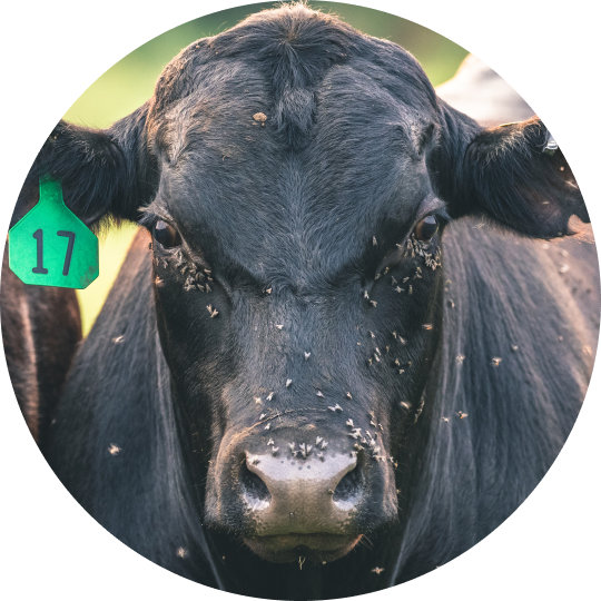 beef c31 image US L
