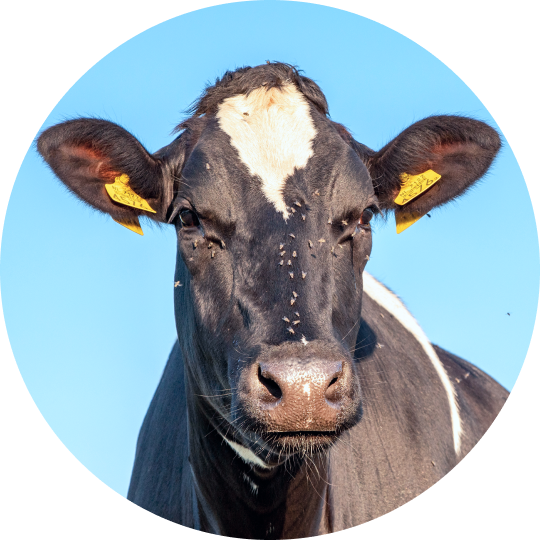 dairy c31 image US L (1)