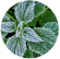 fresh mint leaf