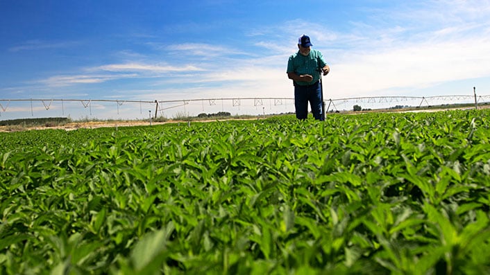 A person standing in a field of mint