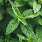 A close up of a mint plant