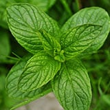A close up of a spearmint leaf