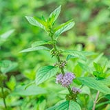 A close up of a plant