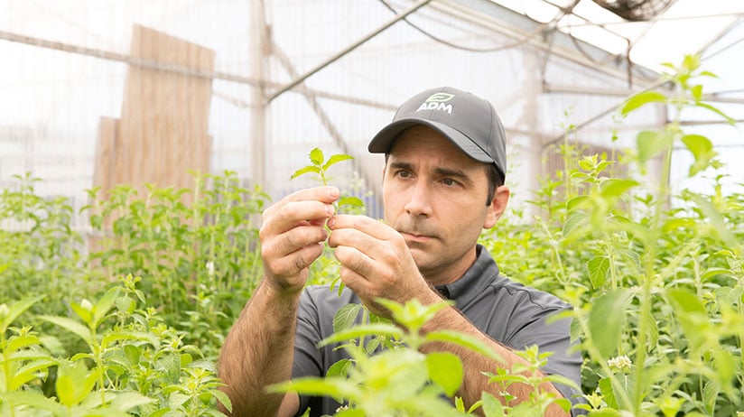 A man wearing an ADM-branded hat inspecting a mint leaf